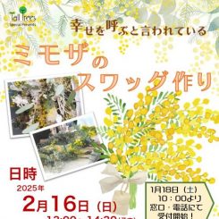 ミモザのスワッグ作り